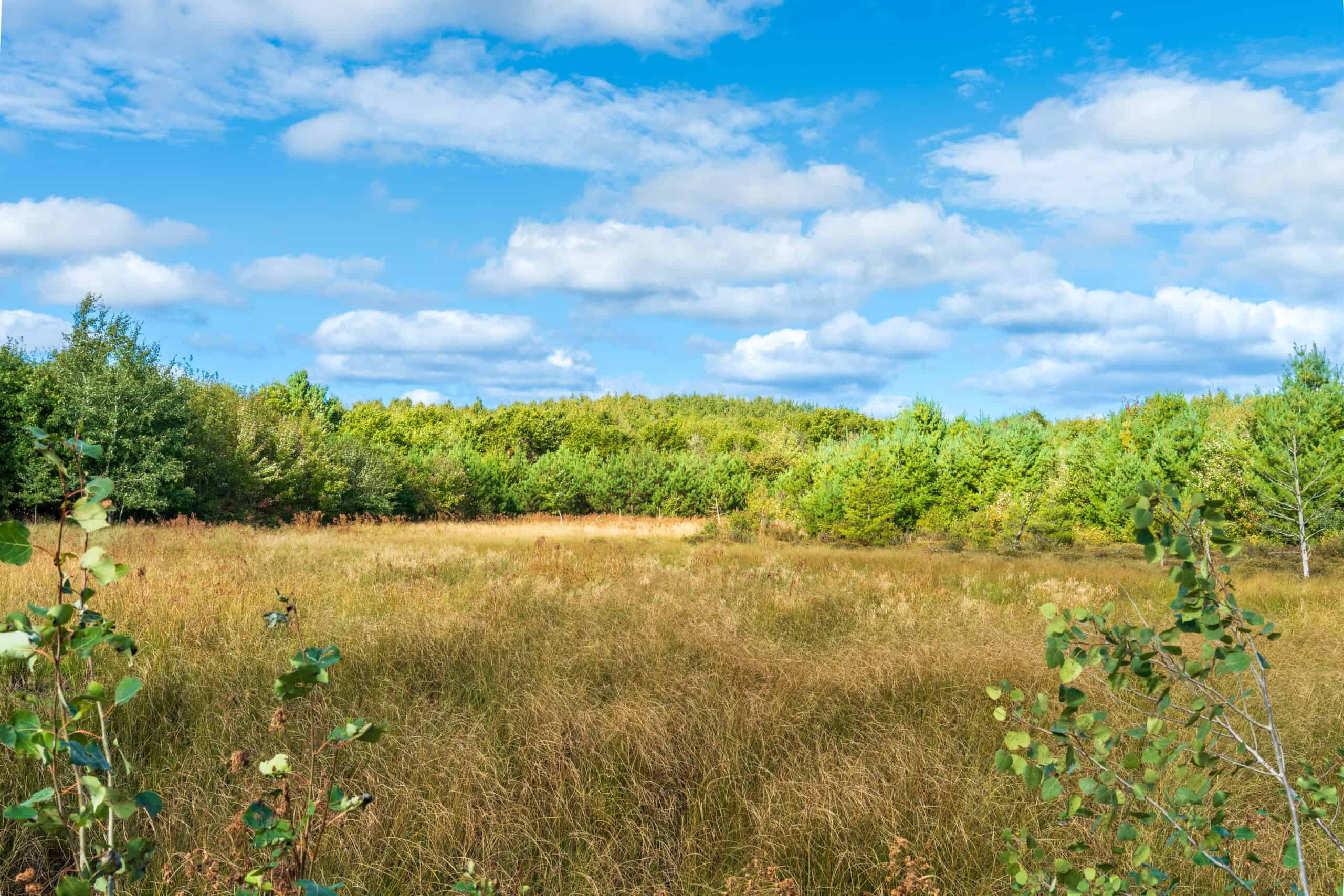 369± acres of premier recreational and hunting land in Eau Claire County