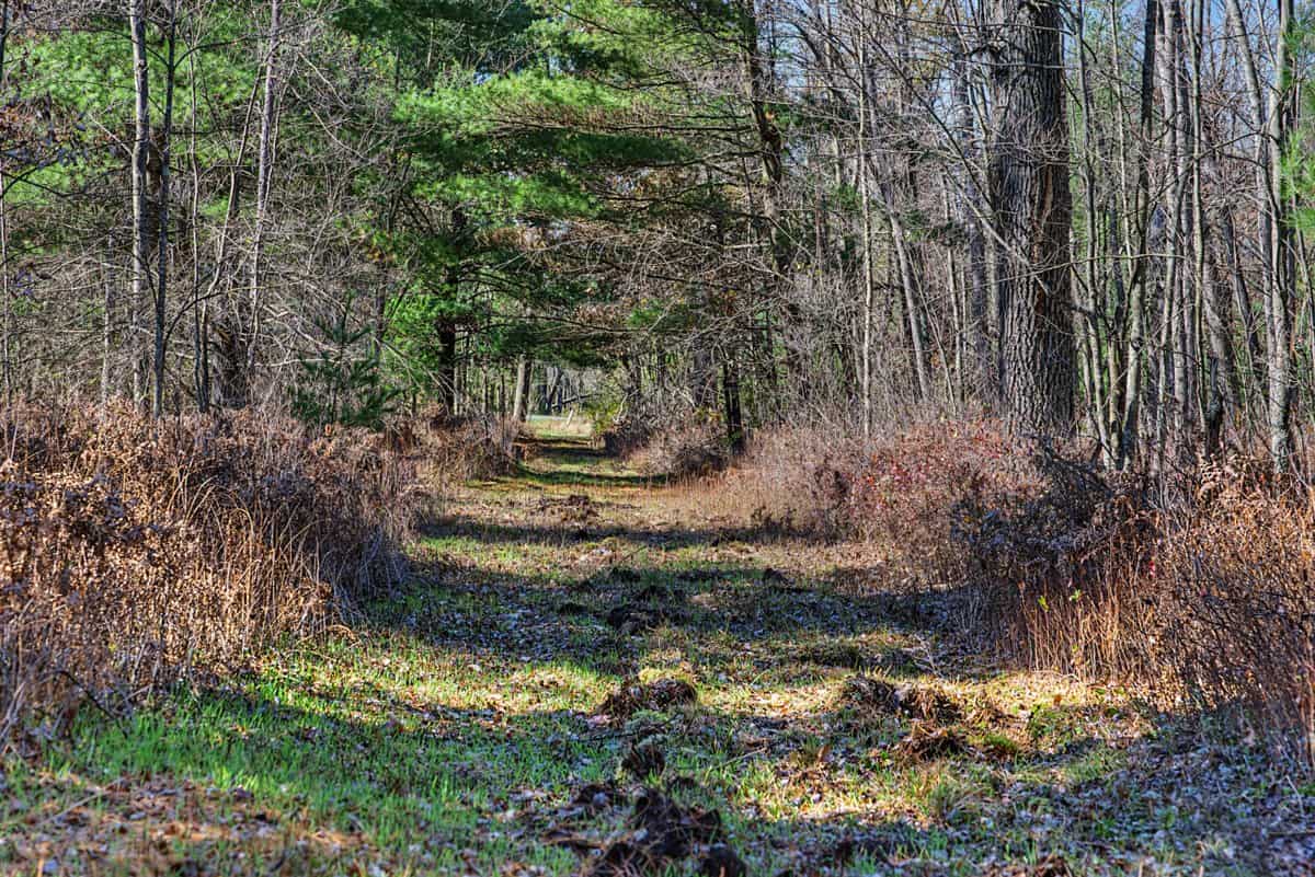28± Acre Hunting Property with Cabin | Monroe County, Wisconsin