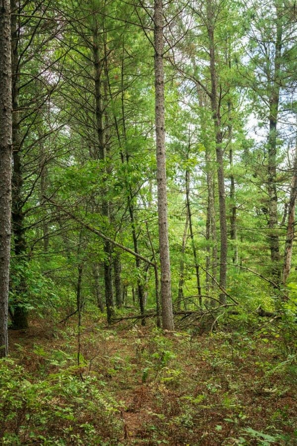 84± acres of heavily timbered recreational and hunting land in Eau Claire County