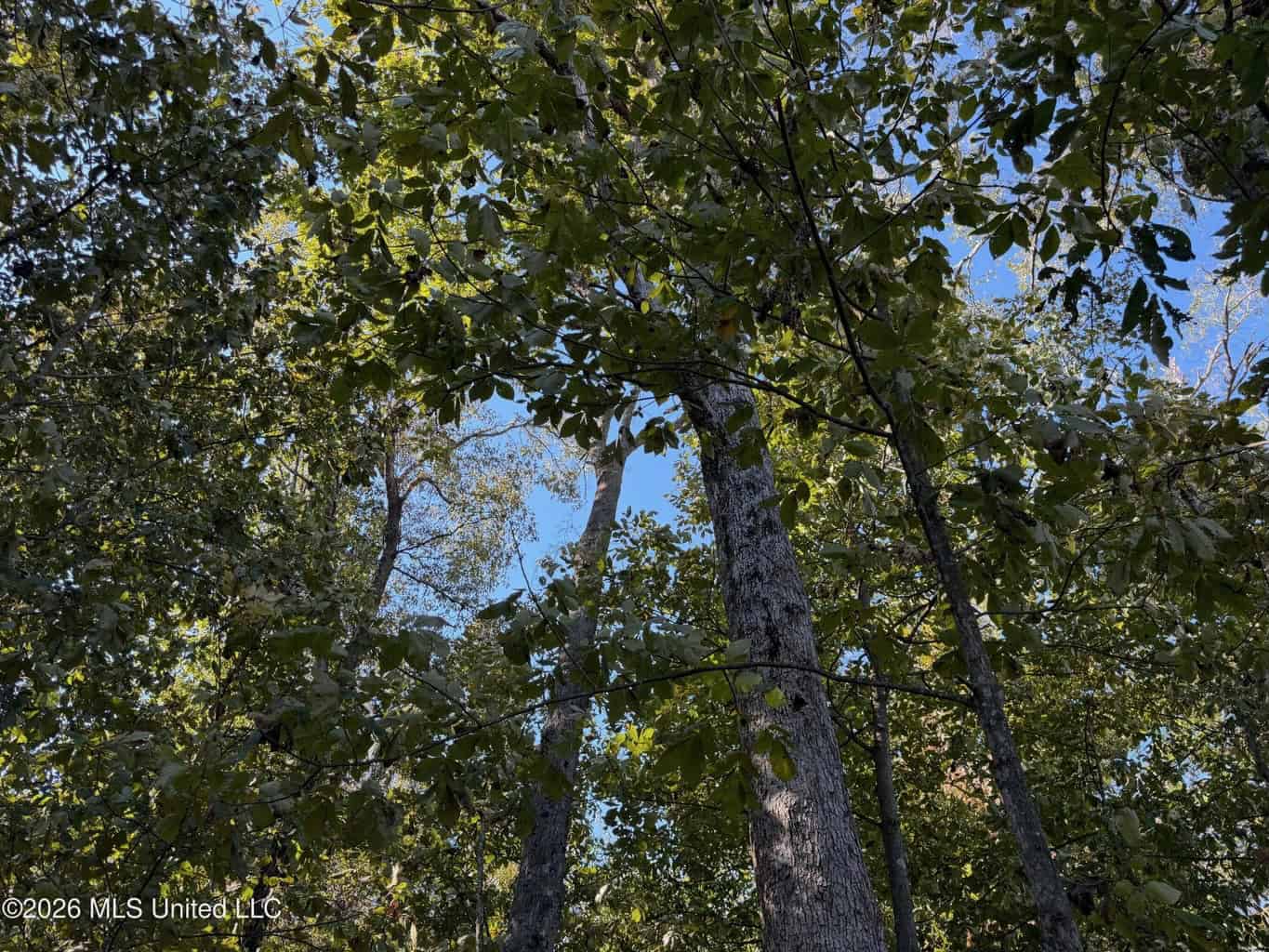 41.22 Acres MS Delta Duck Hunting