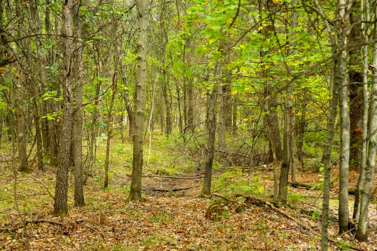 160+/- acres of Western Wisconsin hunting property Eau Claire Cty