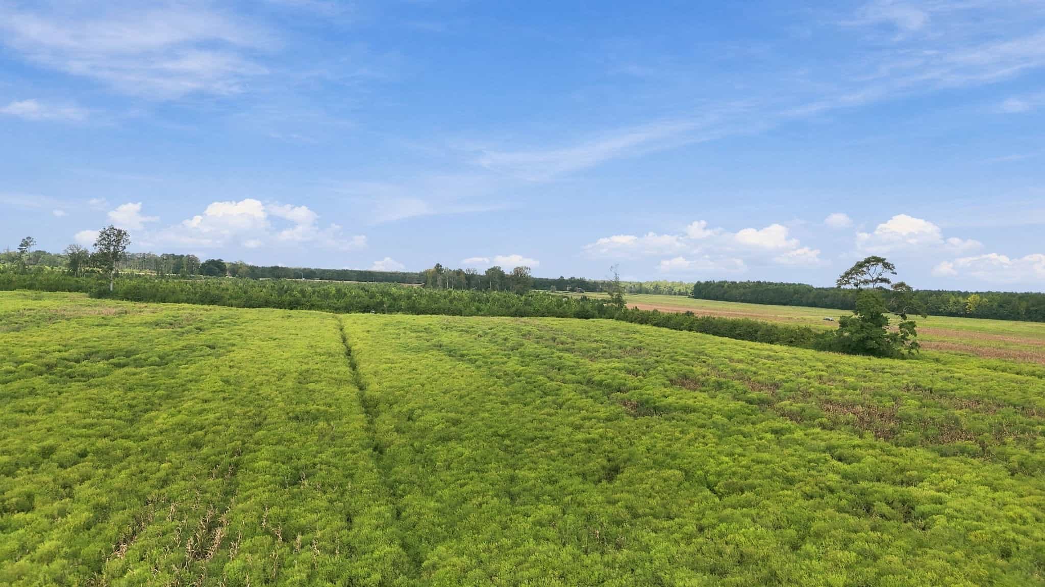 309-Acre Farm & Timberland for Sale in Beaufort County, NC