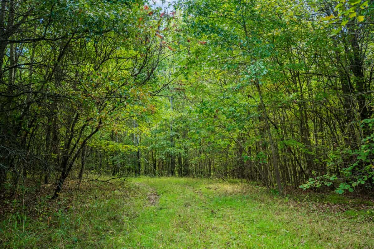 200± acres of Western Wisconsin recreational country Eau Claire Cty