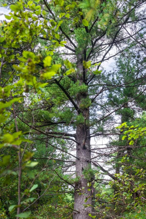 84± acres of heavily timbered recreational and hunting land in Eau Claire County