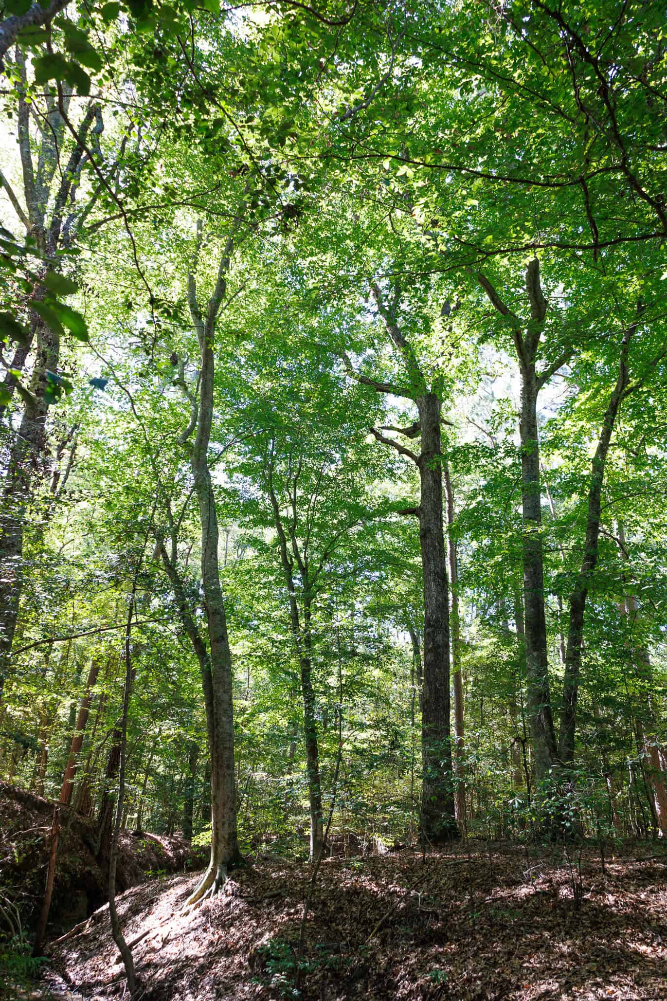 East Texas Recreational Land for Sale Gilmer TX Upshur County | Hunt & Timber