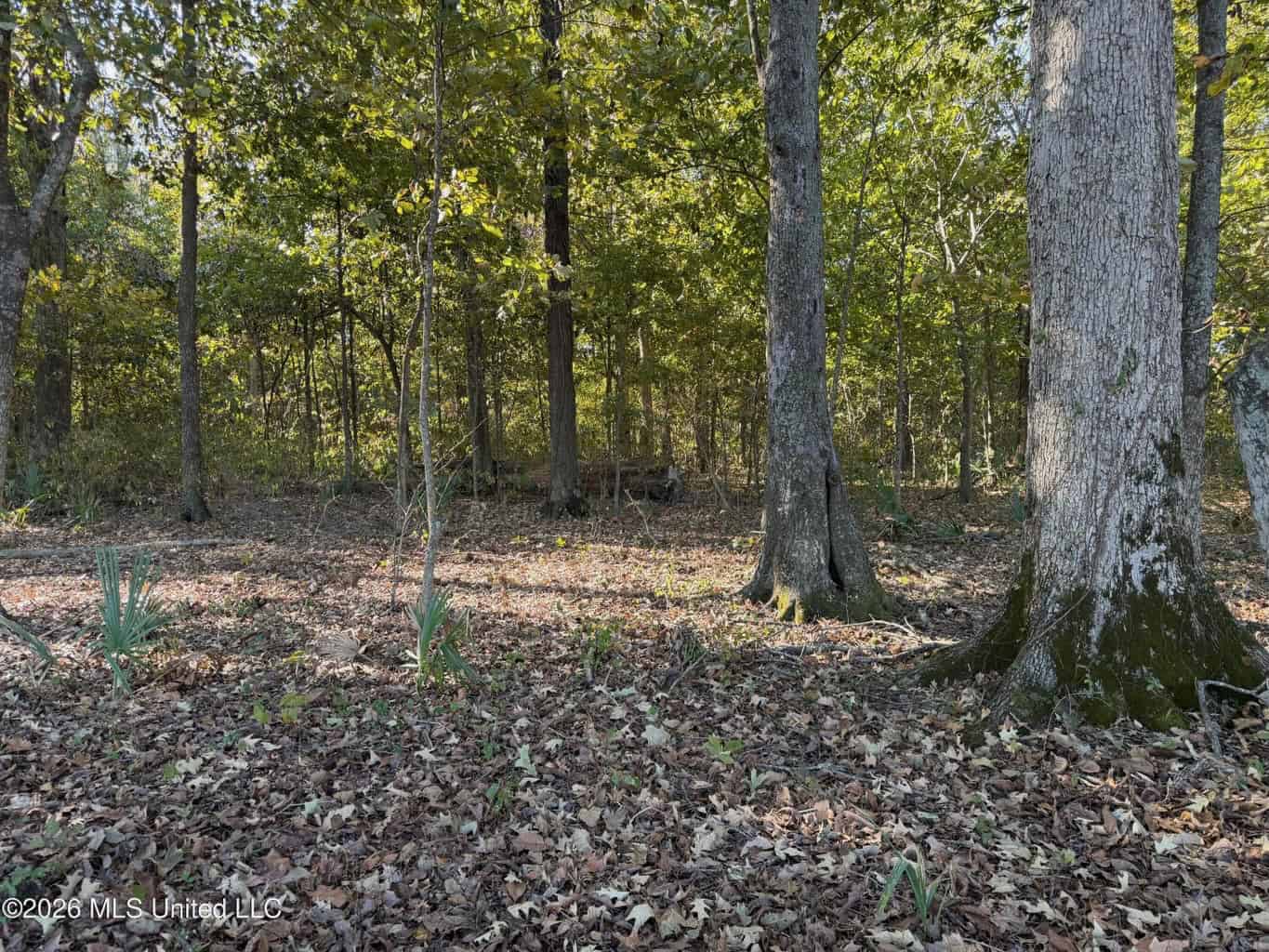 41.22 Acres MS Delta Duck Hunting