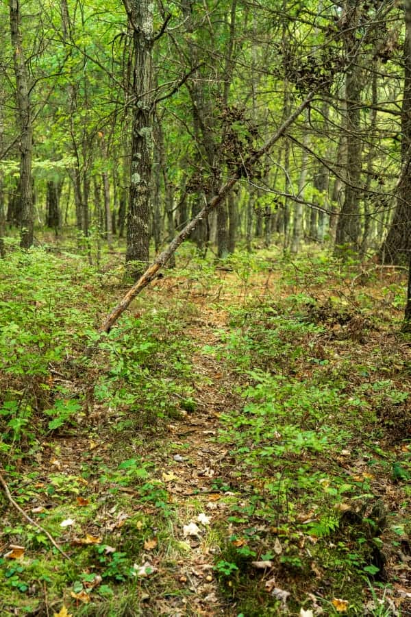 160+/- acres of Western Wisconsin hunting property Eau Claire Cty