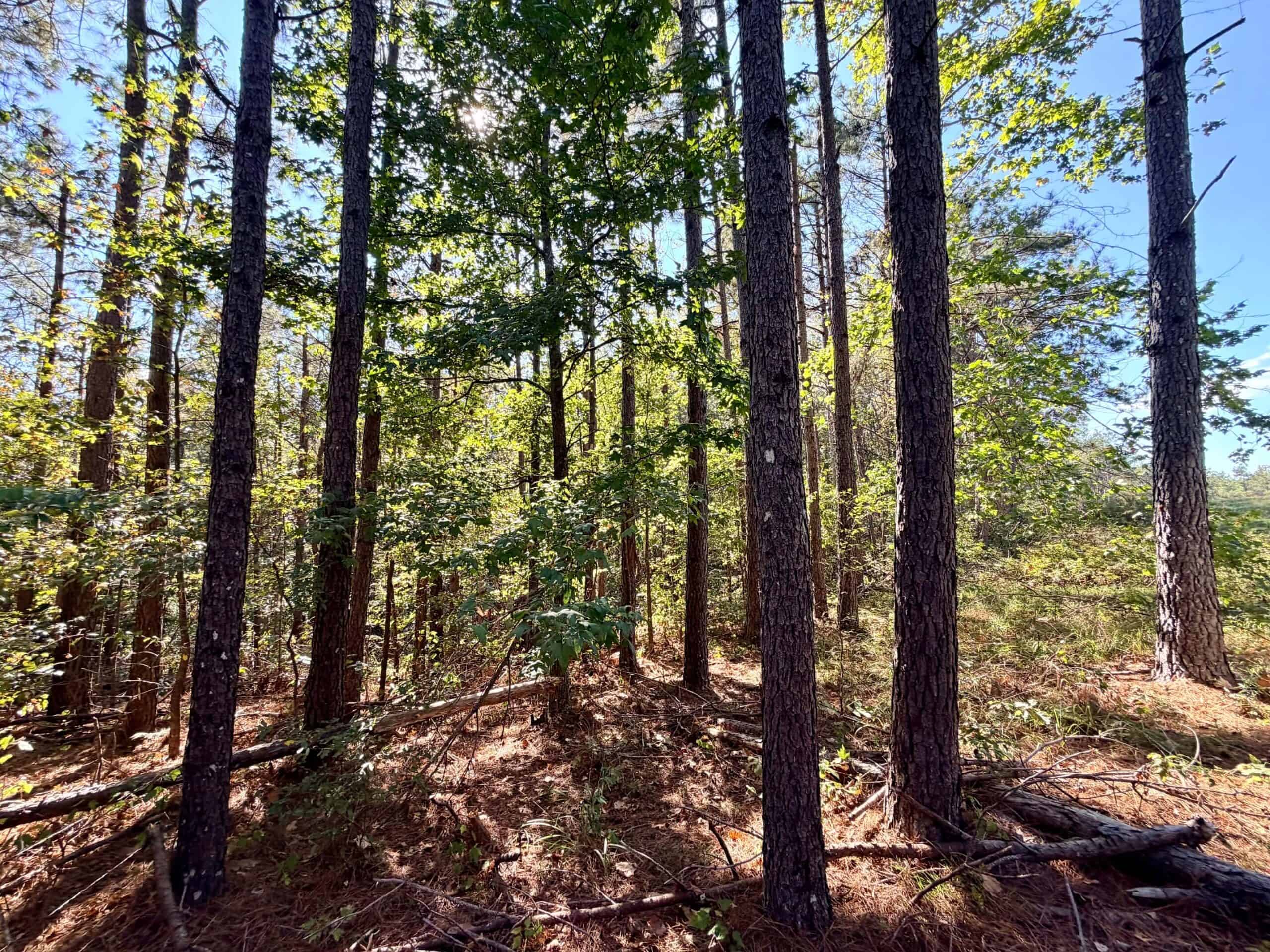 Farm, Breathtaking Home Site, INCREDIBLE Views, Tippah Co., MS
