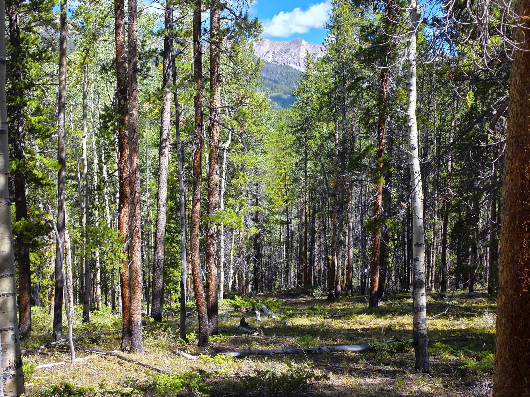 140 ± Acre Mountain Property for Sale in Whitepine, Colorado