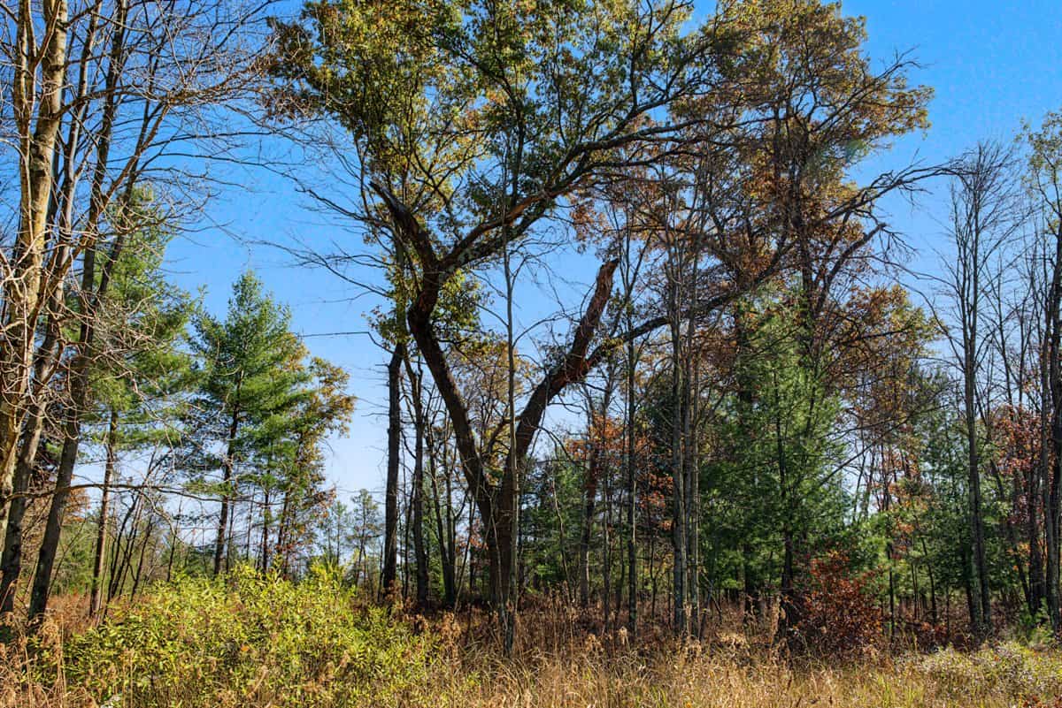 28± Acre Hunting Property with Cabin | Monroe County, Wisconsin