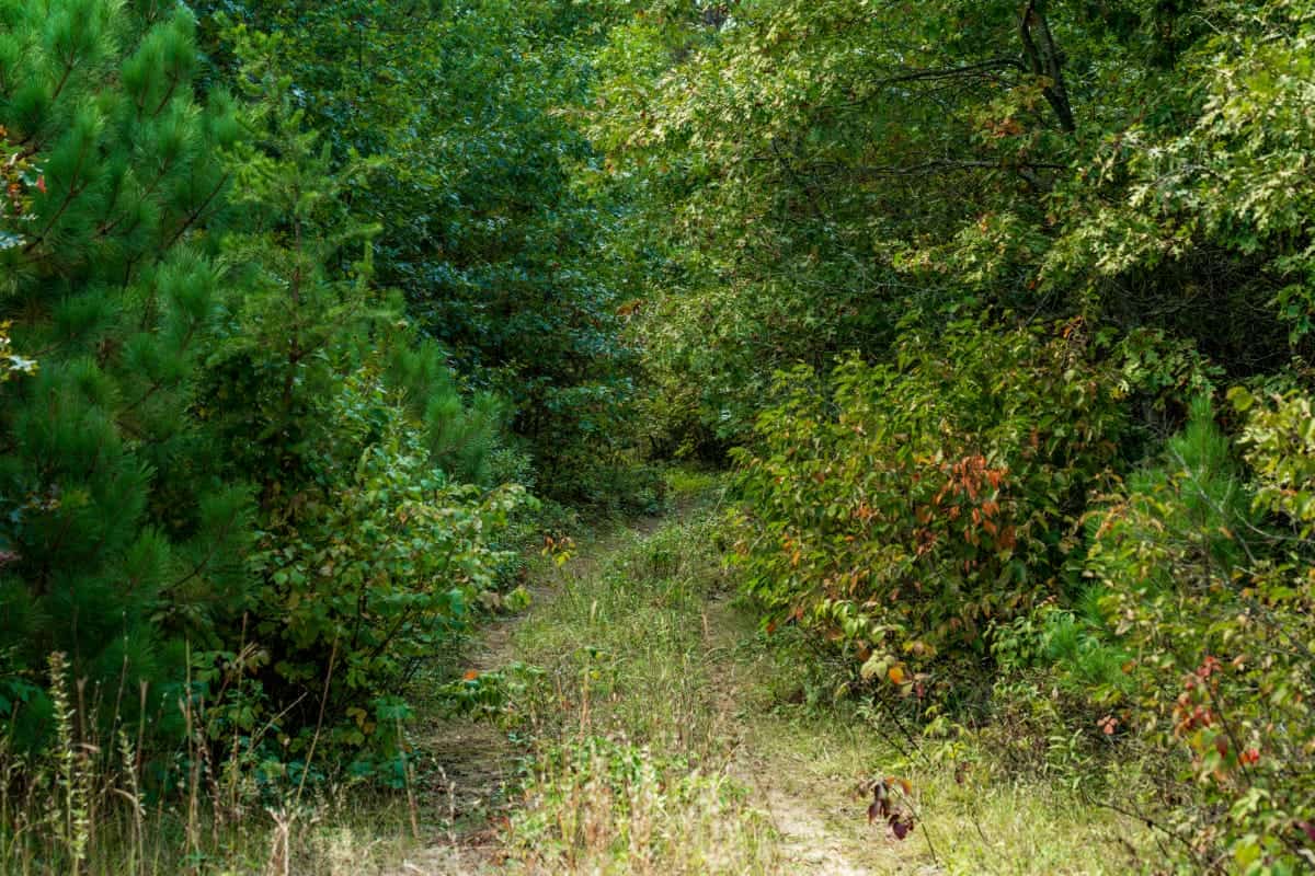 120± acres of heavily timbered hunting land in Eau Claire County