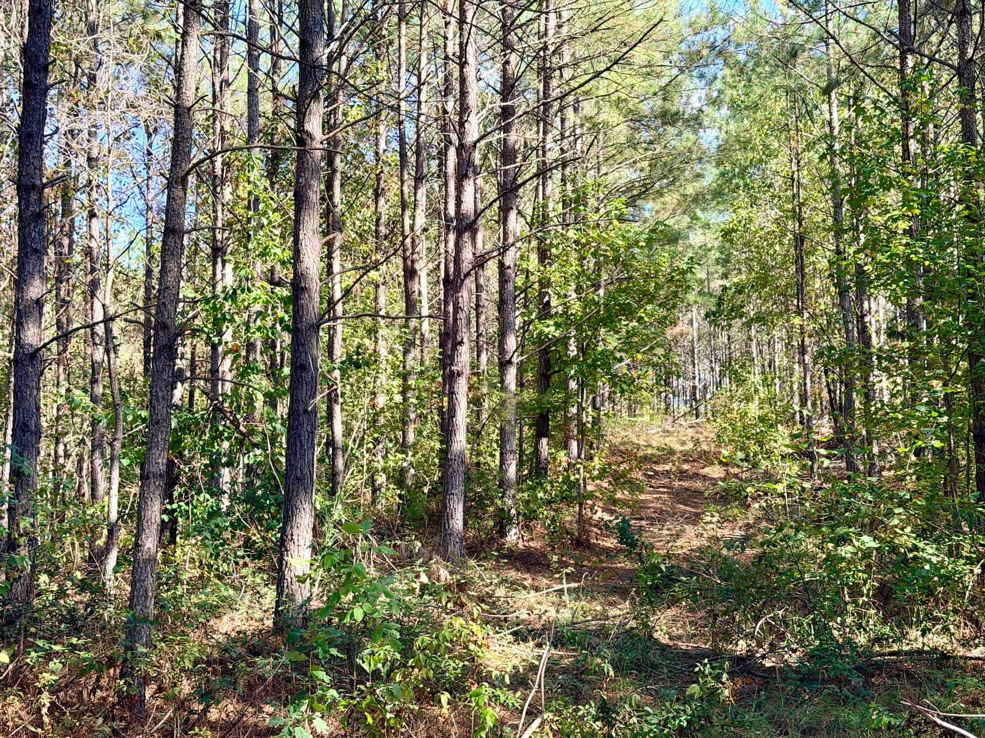 Farm, Breathtaking Home Site, INCREDIBLE Views, Tippah Co., MS