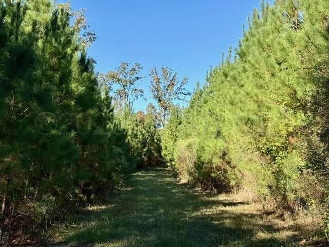 63 Acres Land For Sale Near Starkville MS