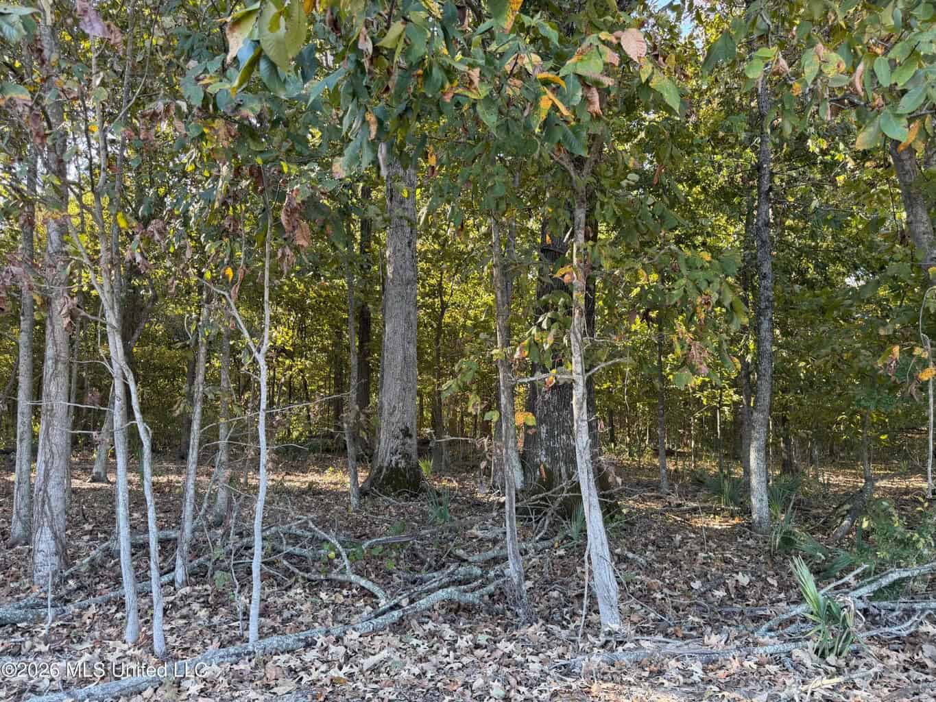 41.22 Acres MS Delta Duck Hunting