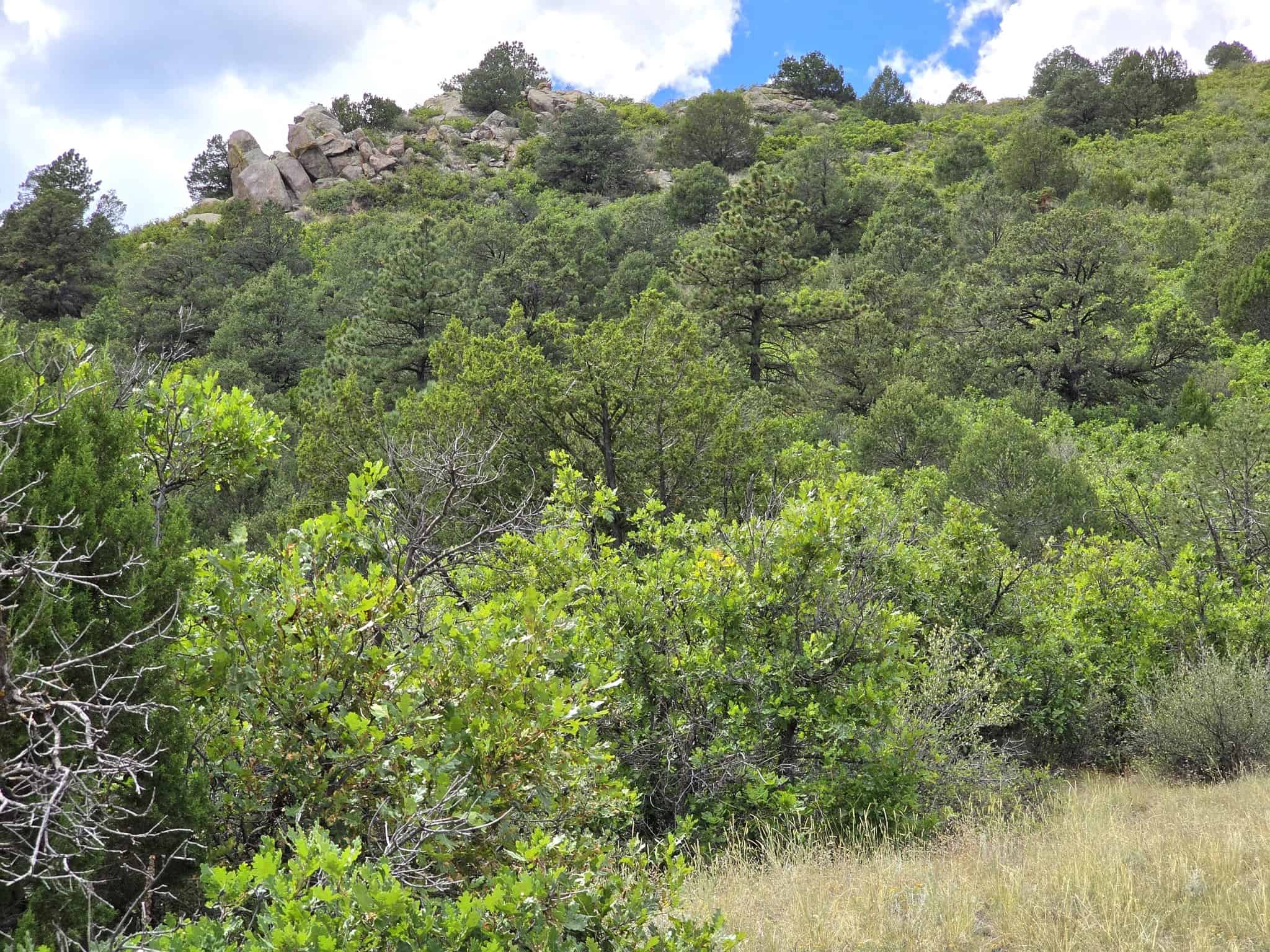 170.68 ± Acre Hunting Ranch by National Forest | Florence, CO