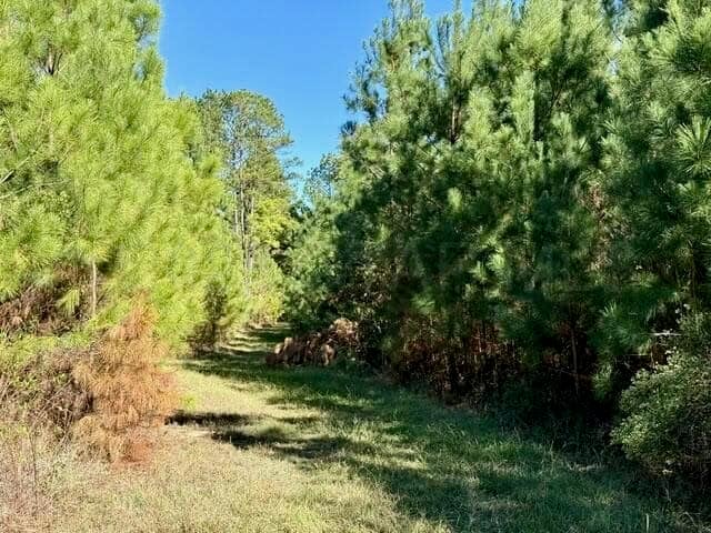 63 Acres Land For Sale Near Starkville MS