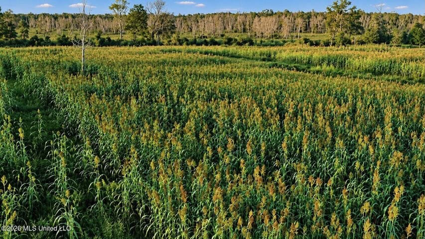 1979± Acre Hunting Plantation in White Castle, LA