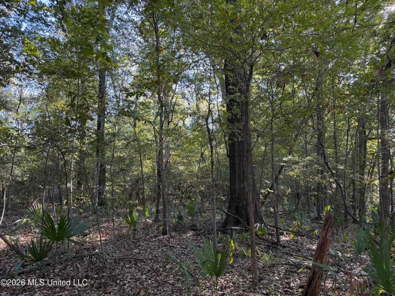 41.22 Acres MS Delta Duck Hunting