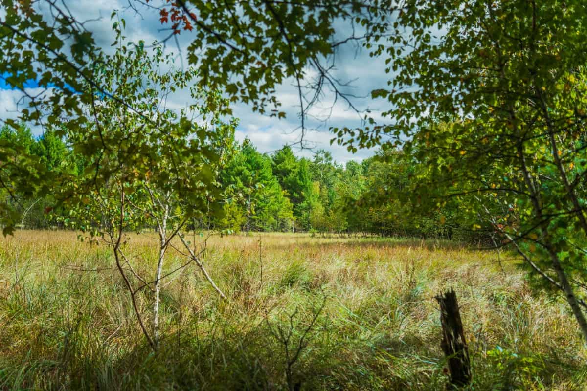 160+/- acres of Western Wisconsin hunting property Eau Claire Cty