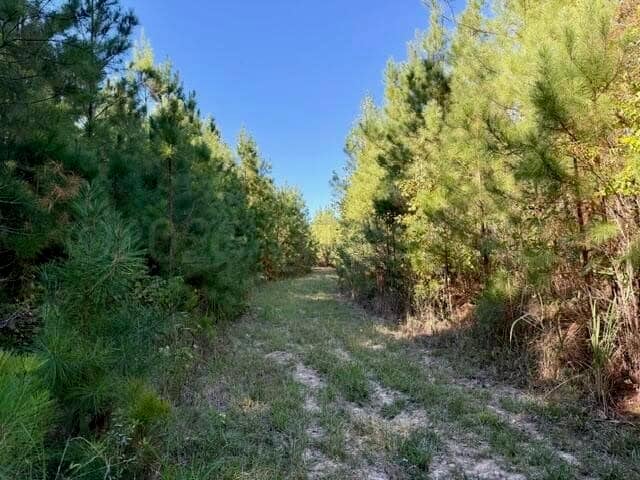 63 Acres Land For Sale Near Starkville MS