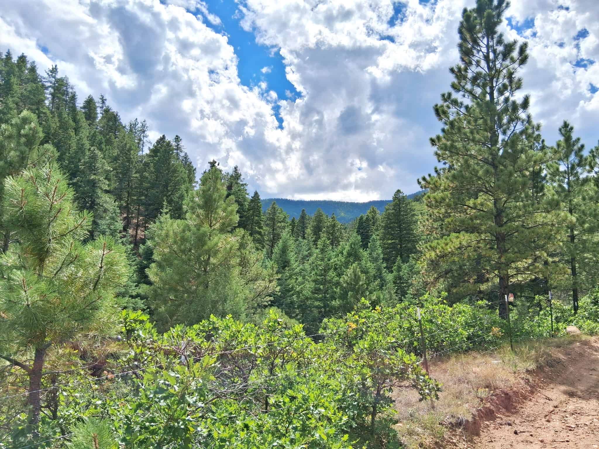 170.68 ± Acre Hunting Ranch by National Forest | Florence, CO