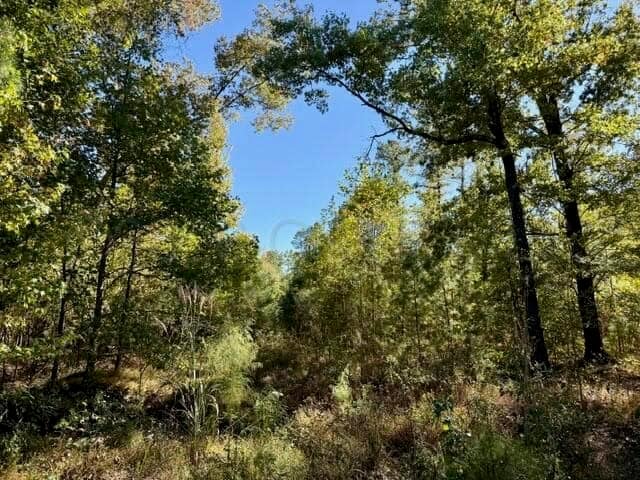 63 Acres Land For Sale Near Starkville MS