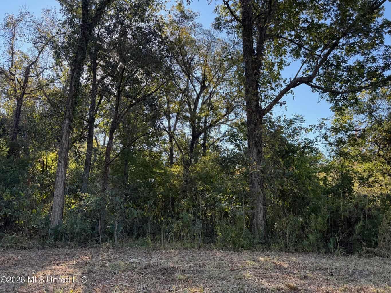 41.22 Acres MS Delta Duck Hunting