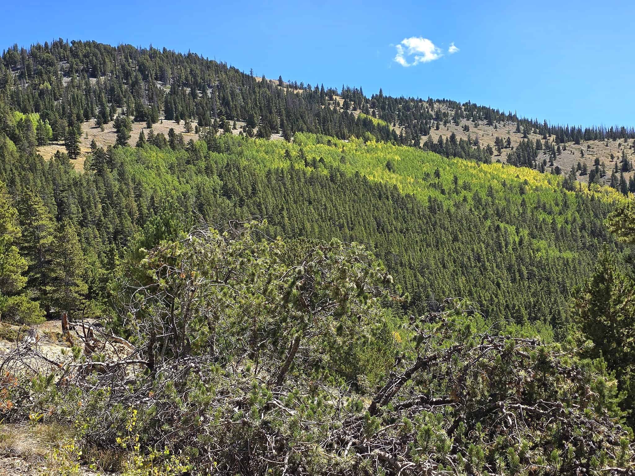 140 ± Acre Mountain Property for Sale in Whitepine, Colorado