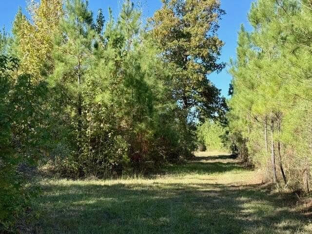 63 Acres Land For Sale Near Starkville MS