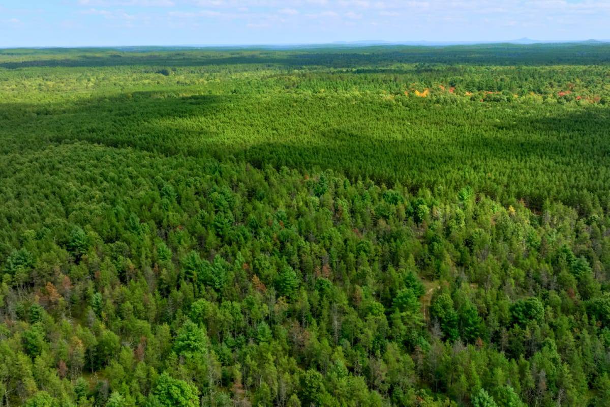 43 +/- Acres Augusta Wisconsin