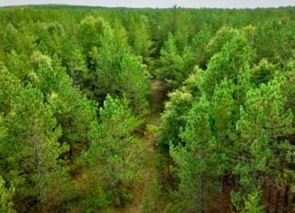 80± acres of heavily timbered recreational land featuring rolling terrain