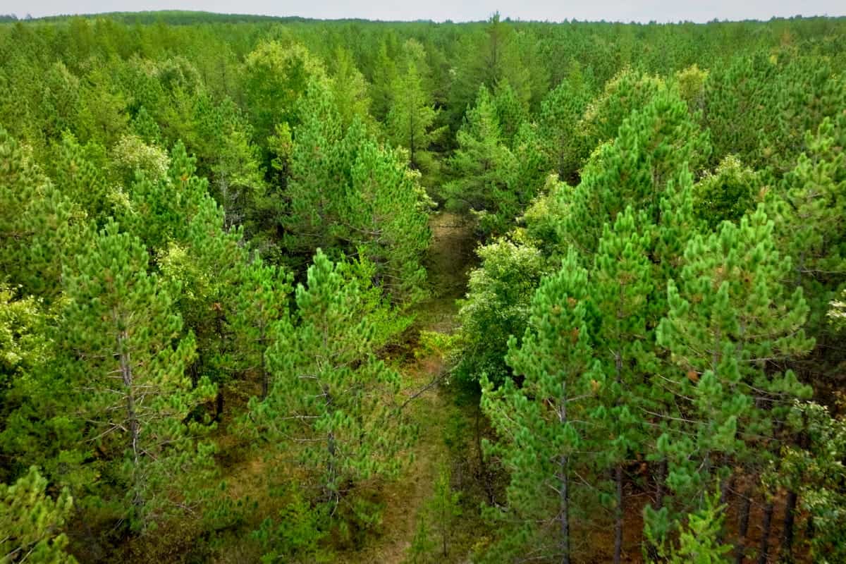 80± acres of heavily timbered recreational land featuring rolling terrain