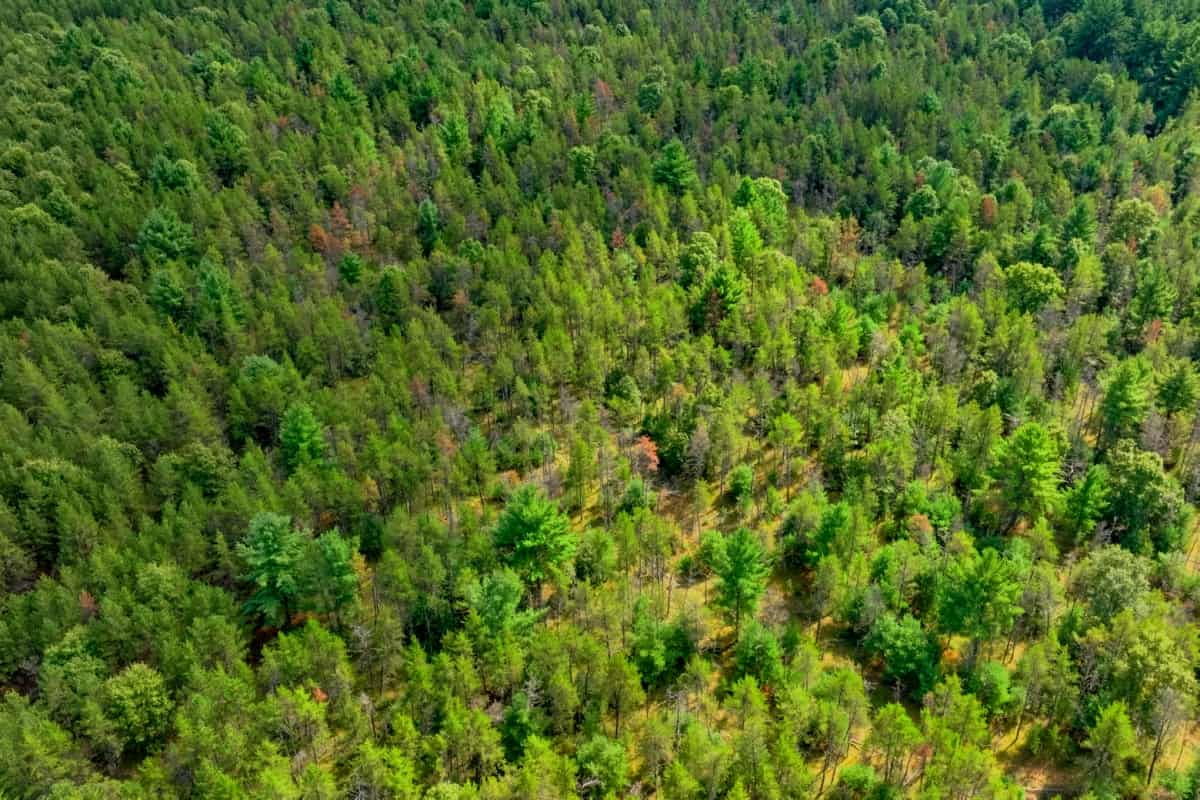 40± acres of timbered recreational land Augusta WI