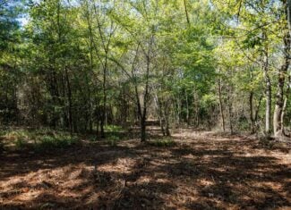 East Texas Recreational Land for Sale Gilmer TX Upshur County | Hunt & Timber