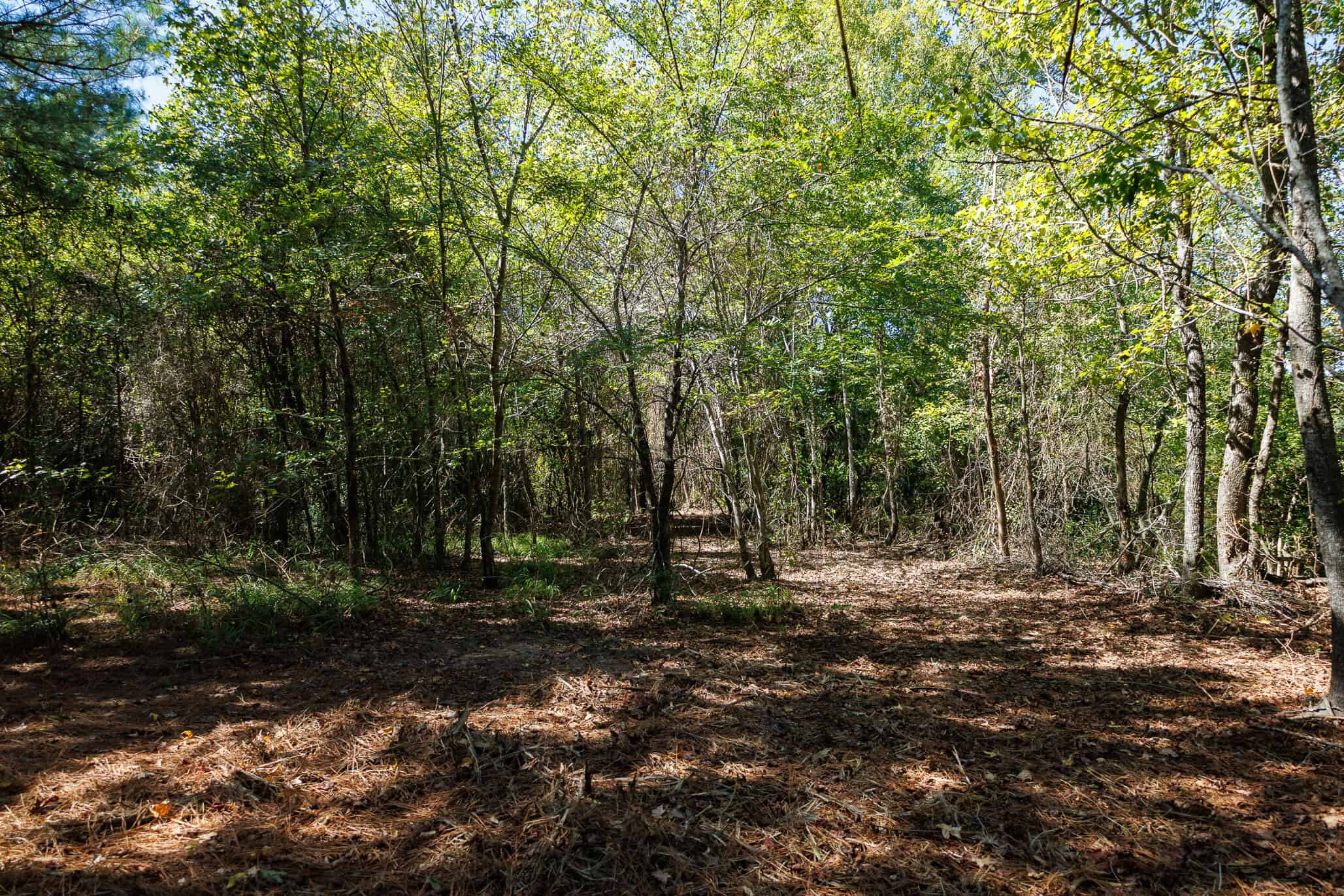 East Texas Recreational Land for Sale Gilmer TX Upshur County | Hunt & Timber