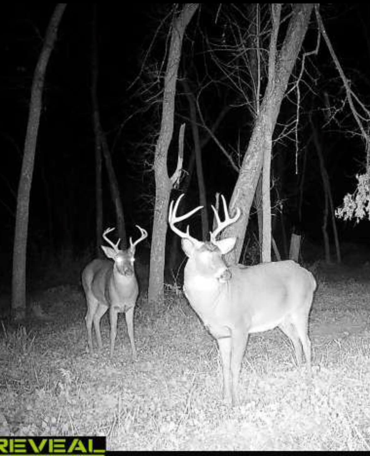 Turnkey 28± Acre Hunting Property Near Melrose, Wisconsin