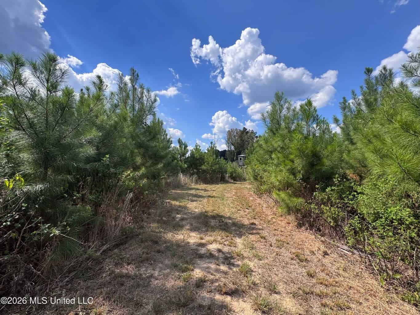 43± Acre Hunting Property in Amite County, MS