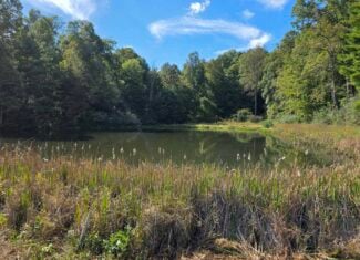 Land with Pond, Willis VA