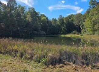 Land with Pond, Willis VA