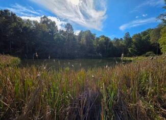 Land with Pond, Willis VA