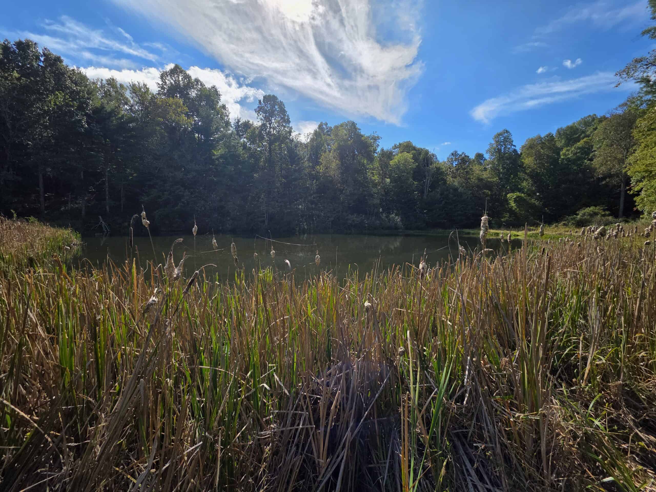 Land with Pond, Willis VA