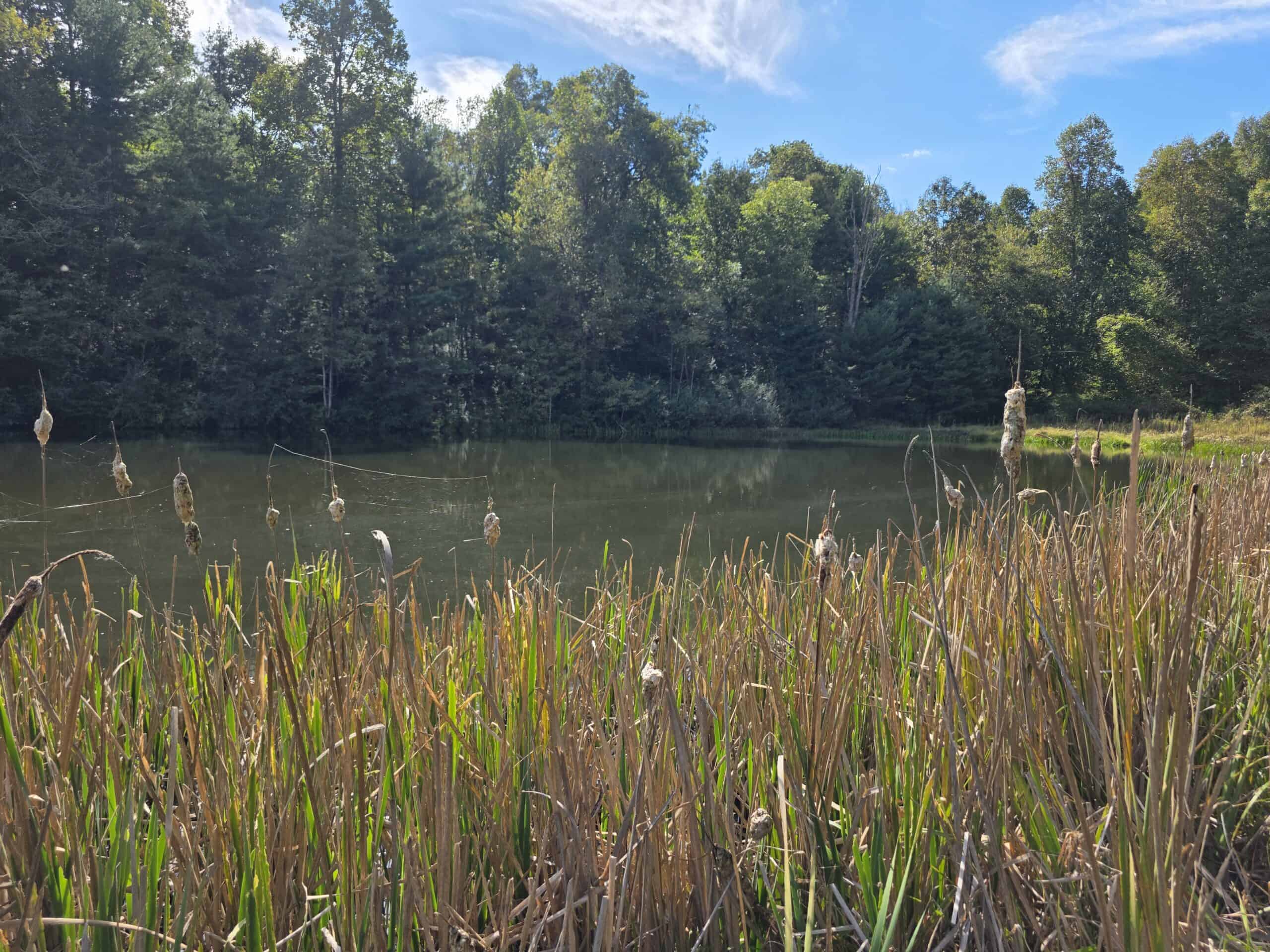 Land with Pond, Willis VA