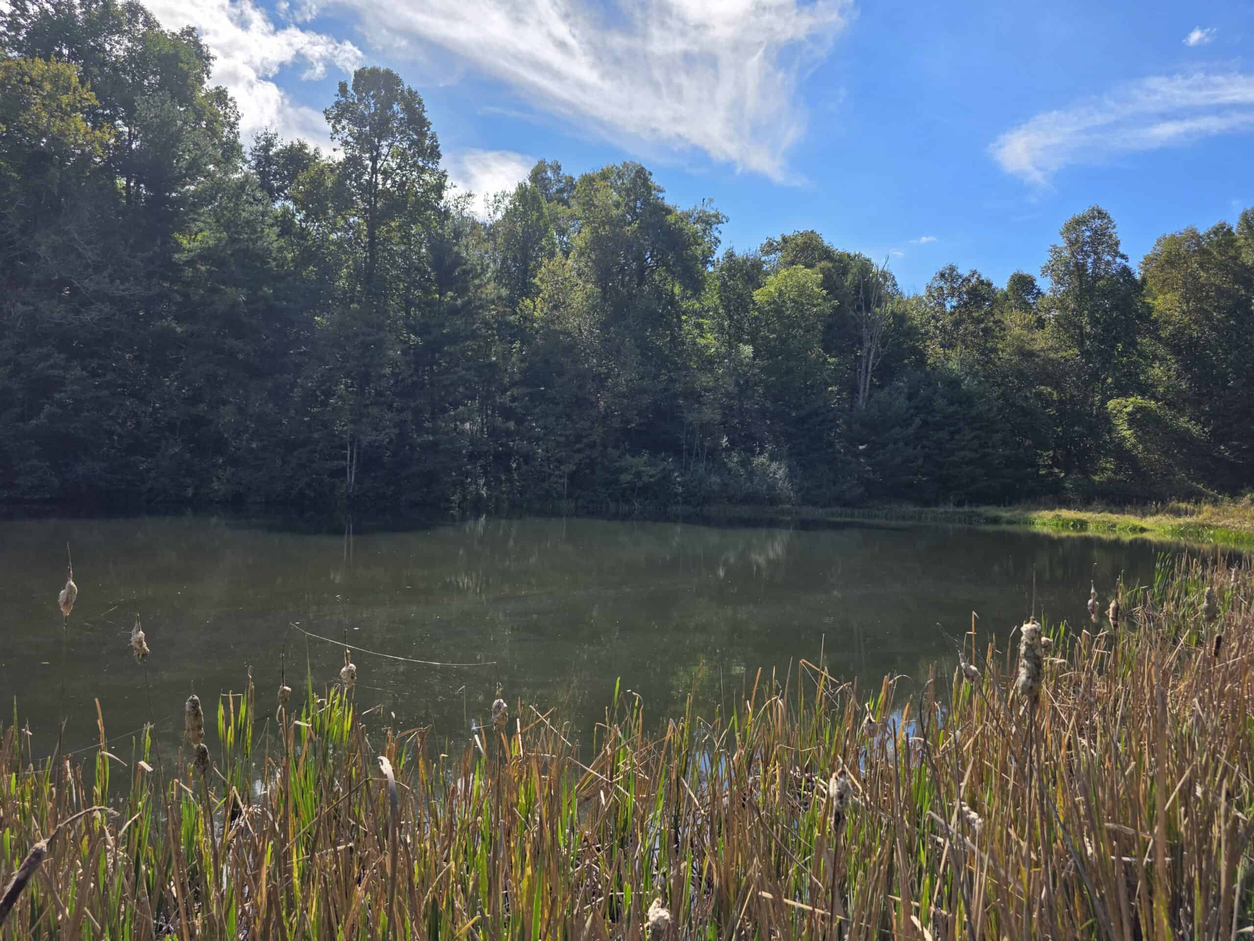 Land with Pond, Willis VA