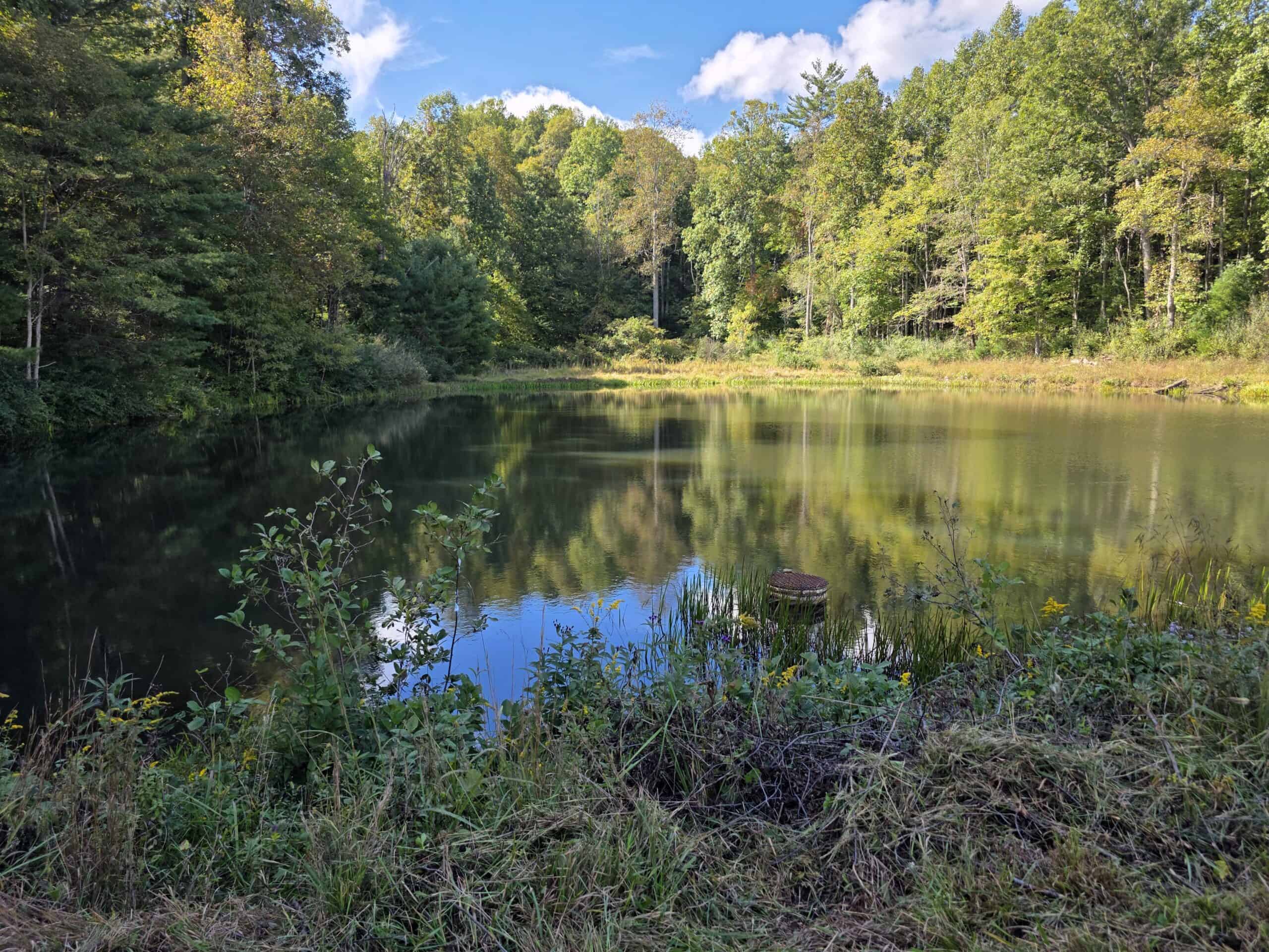 Land with Pond, Willis VA