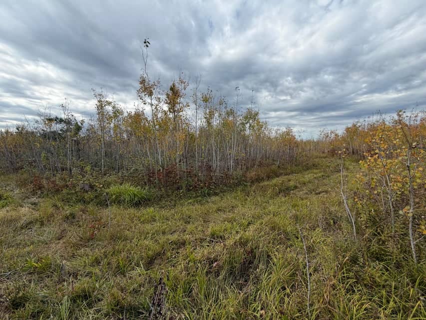 120-Acre Northern Michigan Hunting Retreat with Turnkey Cabin in Hillman MI