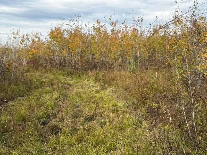 120-Acre Northern Michigan Hunting Retreat with Turnkey Cabin in Hillman MI