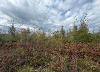 120-Acre Northern Michigan Hunting Retreat with Turnkey Cabin in Hillman MI