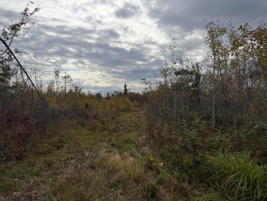 120-Acre Northern Michigan Hunting Retreat with Turnkey Cabin in Hillman MI