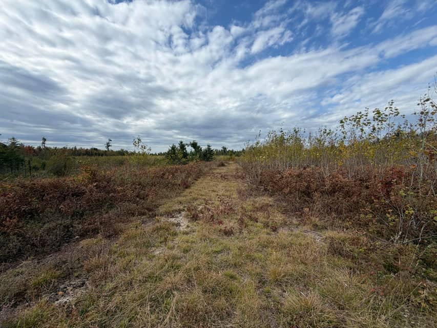 120-Acre Northern Michigan Hunting Retreat with Turnkey Cabin in Hillman MI