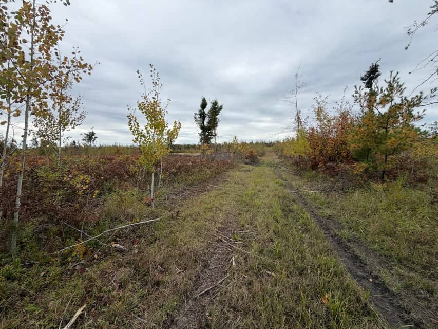 120-Acre Northern Michigan Hunting Retreat with Turnkey Cabin in Hillman MI